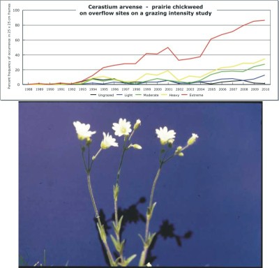 Cerastium arvense  -  prairie chickweed