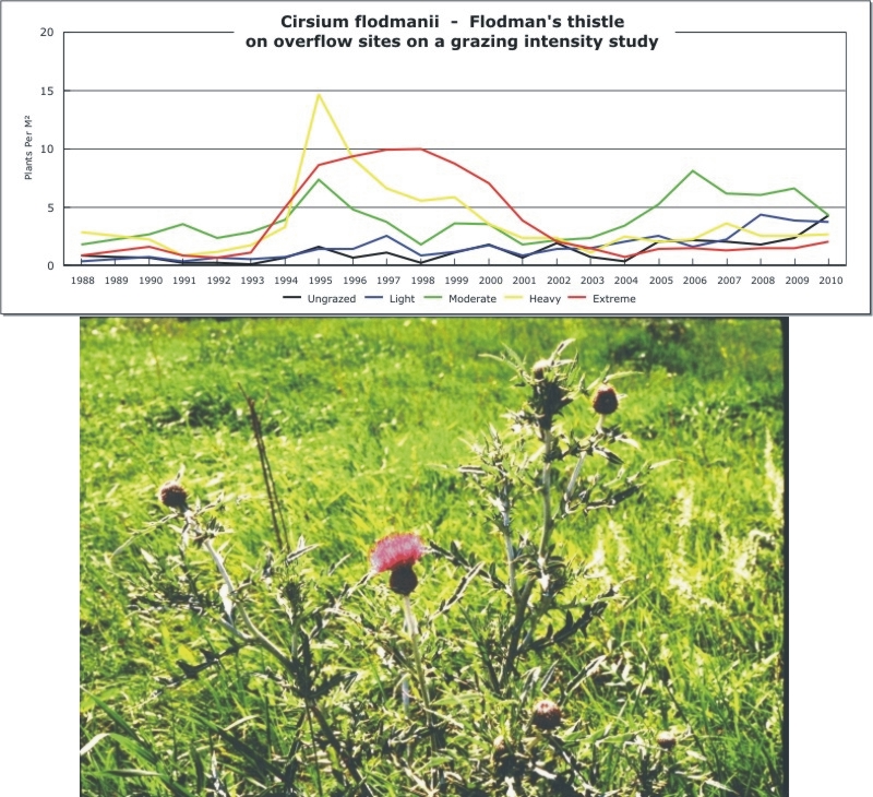 Cirsium flodmanii  -  Flodman's thistle