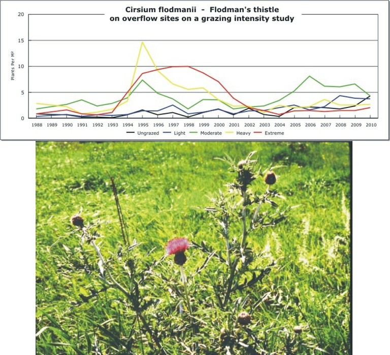 Cirsium flodmanii  -  Flodman's thistle