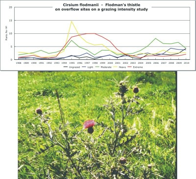 Cirsium flodmanii  -  Flodman's thistle