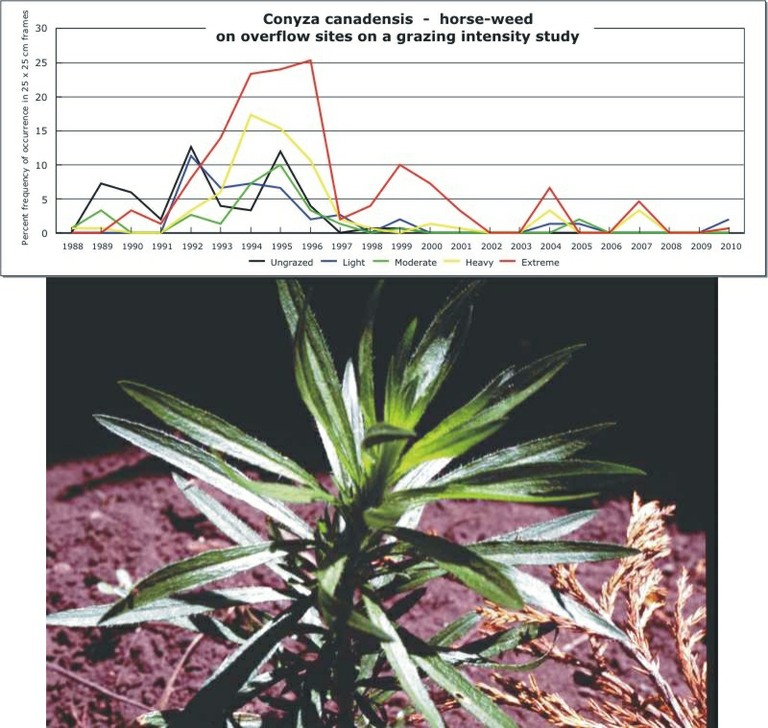 Conyza canadensis  -  horse-weed