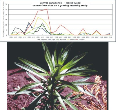 Conyza canadensis  -  horse-weed