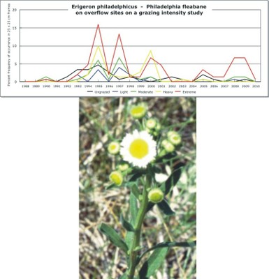 Erigeron philadelphicus  -  Philadelphia fleabane