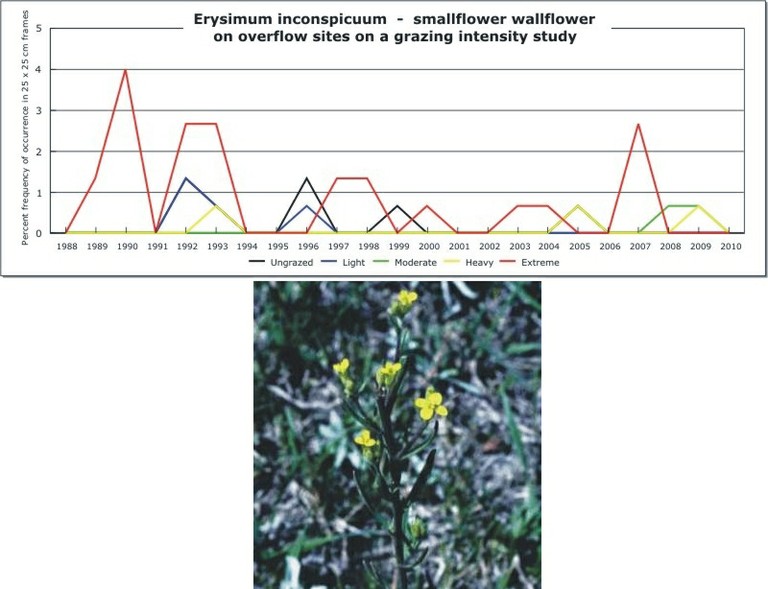 Erysimum inconspicuum  -  smallflower wallflower
