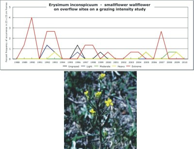 Erysimum inconspicuum  -  smallflower wallflower