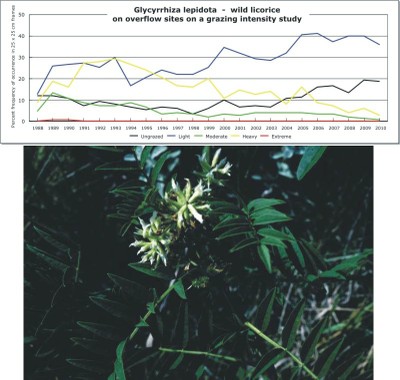 Glycyrrhiza lepidota  -  wild licorice