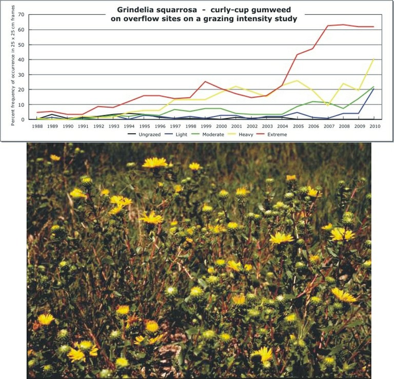 Grindelia squarrosa  -  curly-cup gumweed