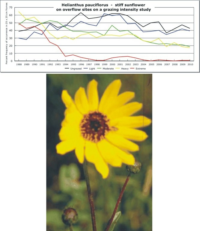 Helianthus pauciflorus  -  stiff sunflower