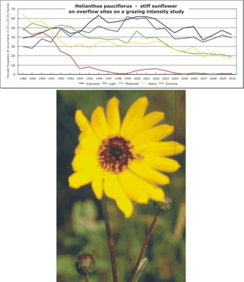 Helianthus pauciflorus  -  stiff sunflower