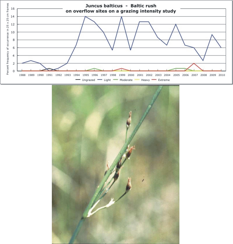 Juncus balticus  -  Baltic rush