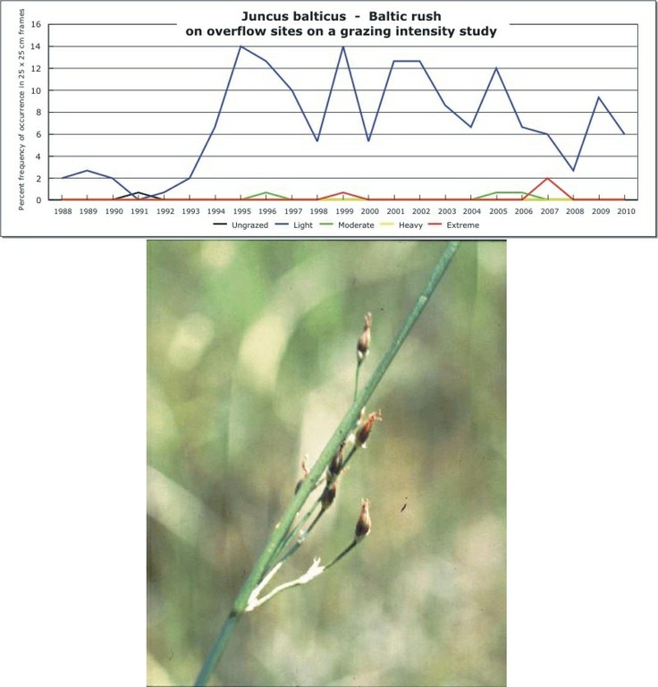 Juncus balticus  -  Baltic rush