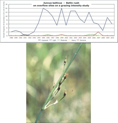 Juncus balticus  -  Baltic rush