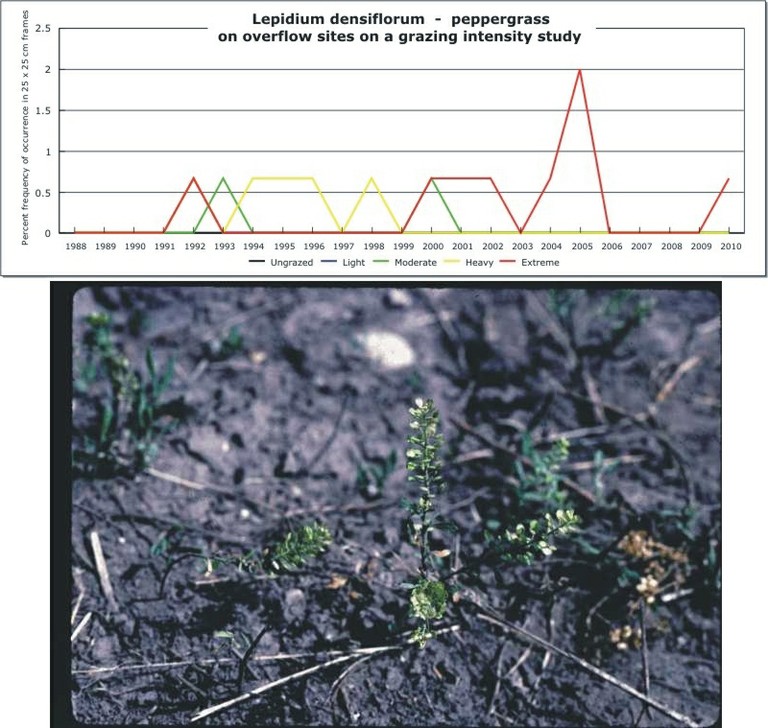 Lepidium densiflorum  -  peppergrass