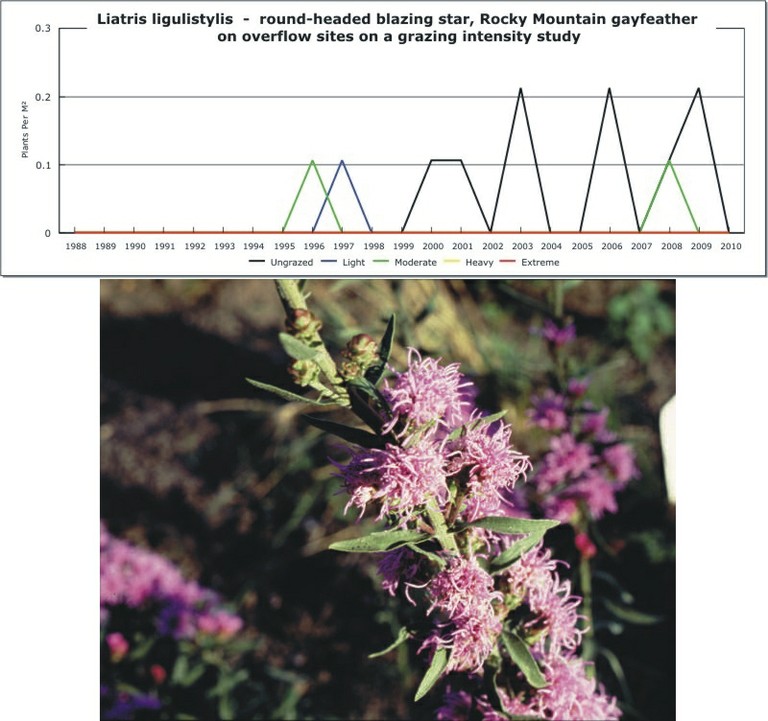 Liatris ligulistylis  -  round-headed blazing star, Rocky Mountain gayfeather