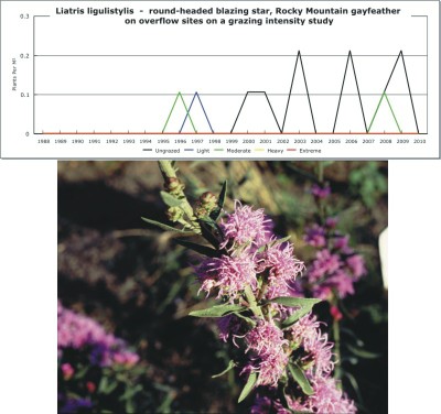 Liatris ligulistylis  -  round-headed blazing star, Rocky Mountain gayfeather