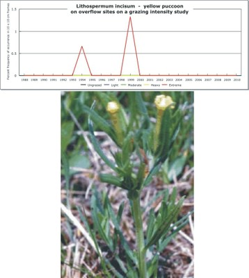Lithospermum incisum  -  yellow puccoon