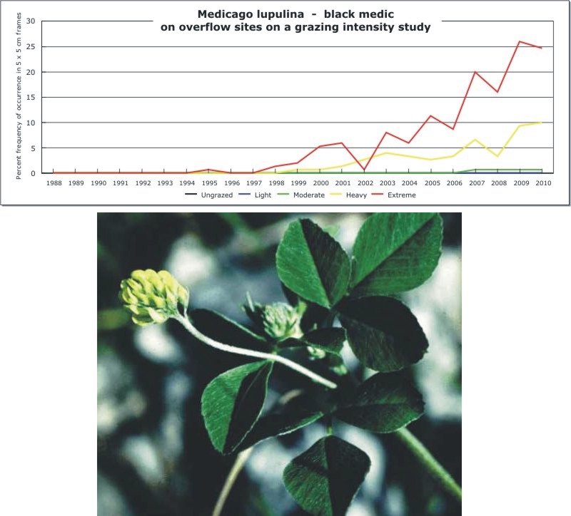 Medicago lupulina  -  black medic