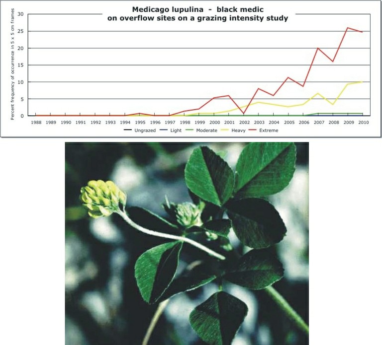 Medicago lupulina  -  black medic