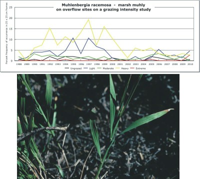 Muhlenbergia racemosa  -  marsh muhly