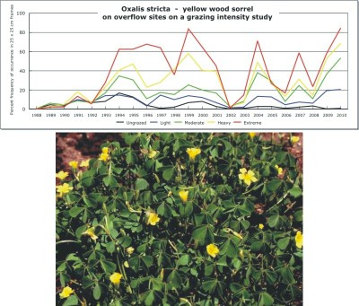 Oxalis stricta  -  yellow wood sorrel