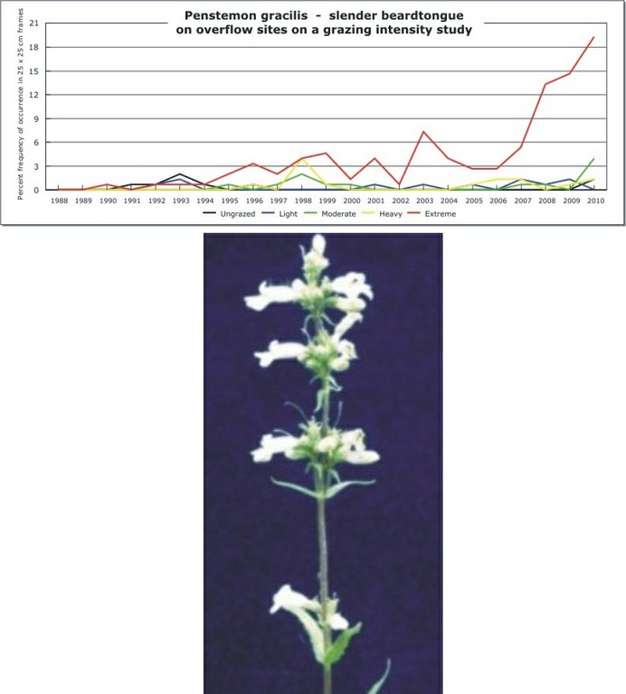 Penstemon gracilis  -  slender beardtongue