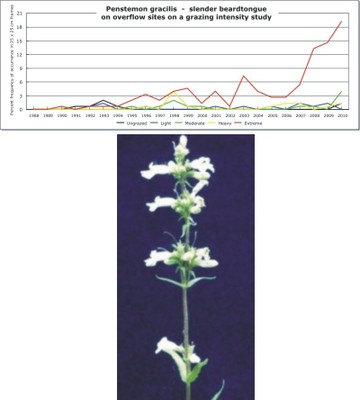 Penstemon gracilis  -  slender beardtongue