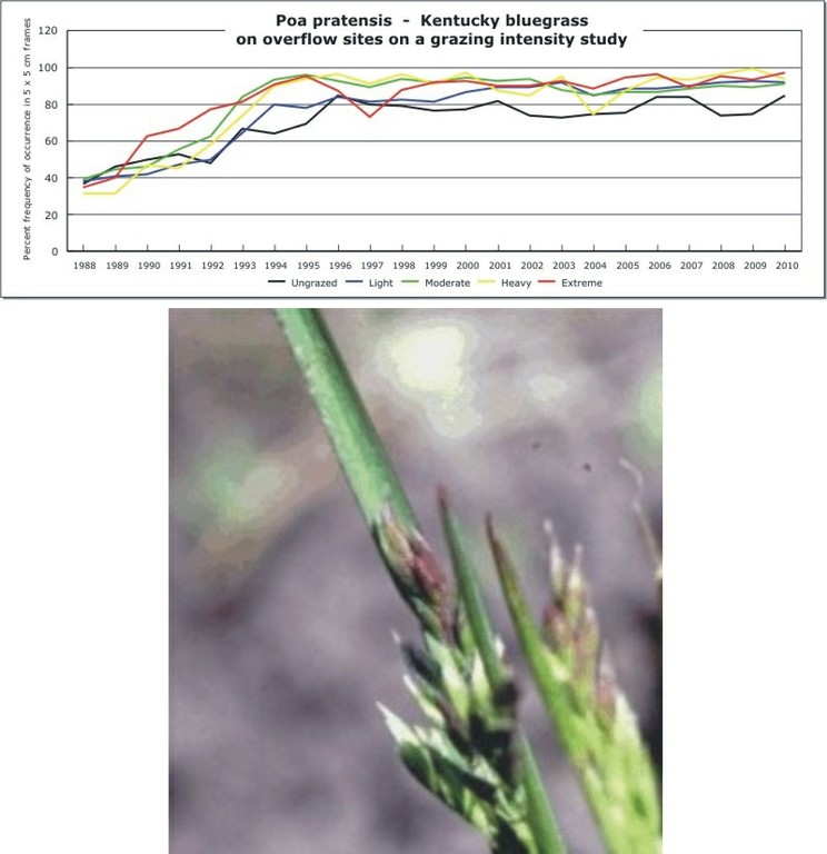Poa pratensis  -  Kentucky bluegrass