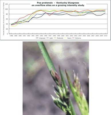 Poa pratensis  -  Kentucky bluegrass