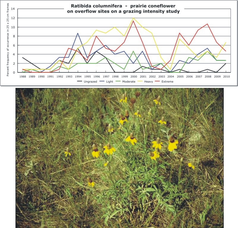 Ratibida columnifera  -  prairie coneflower