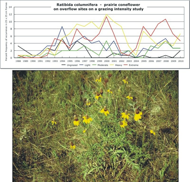 Ratibida columnifera  -  prairie coneflower