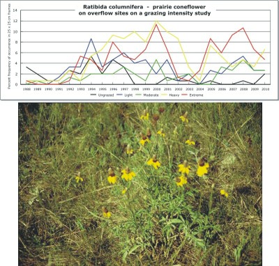 Ratibida columnifera  -  prairie coneflower