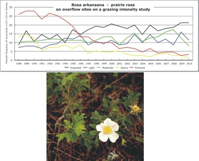 Rosa arkansana  -  prairie rose