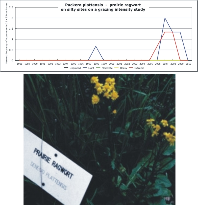 Packera plattensis  -  prairie ragwort