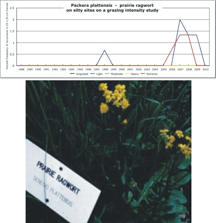 Packera plattensis  -  prairie ragwort