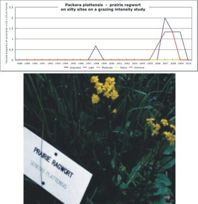 Packera plattensis  -  prairie ragwort