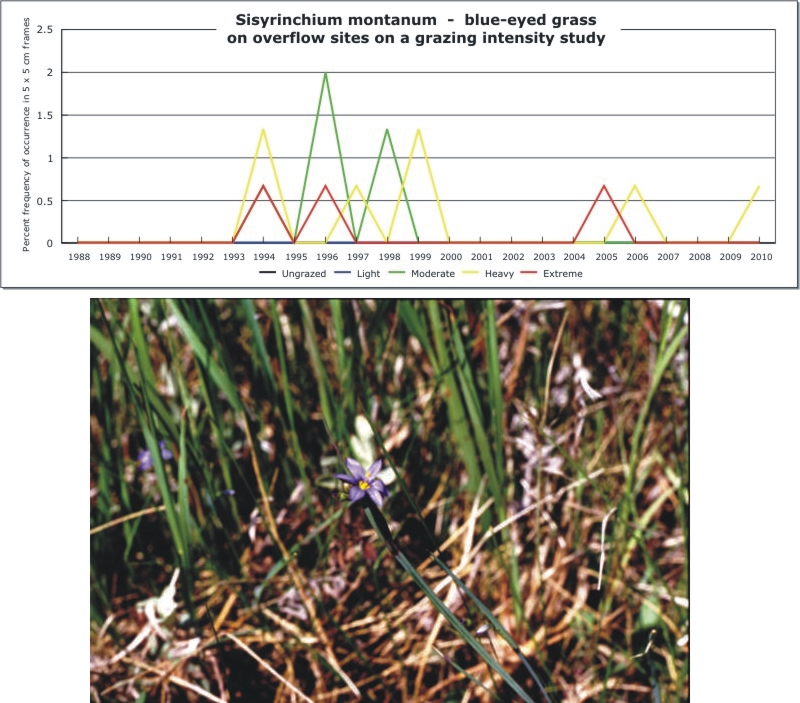 Sisyrinchium montanum  -  blue-eyed grass