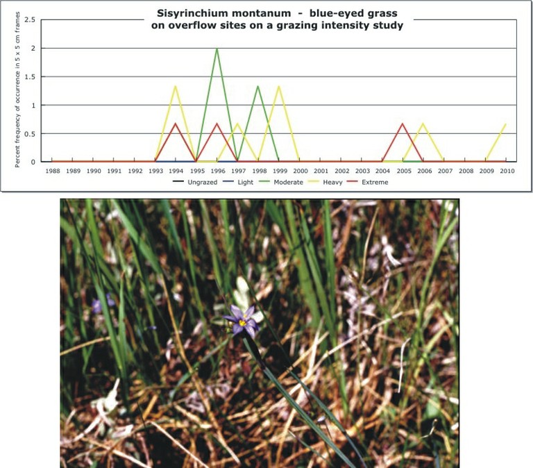 Sisyrinchium montanum  -  blue-eyed grass