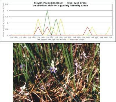 Sisyrinchium montanum  -  blue-eyed grass