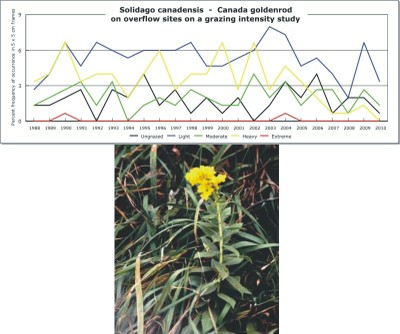 Solidago canadensis  -  Canada goldenrod