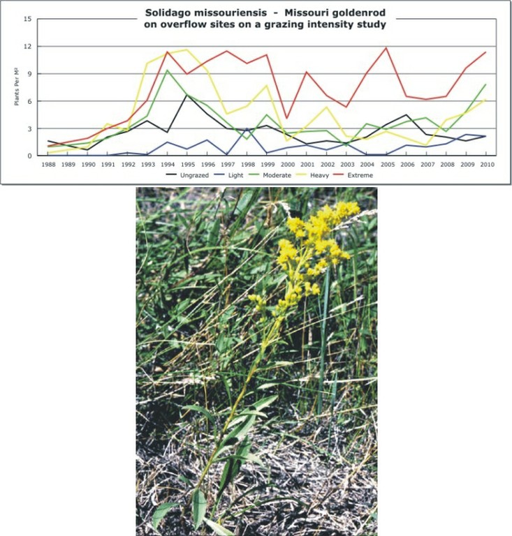 Solidago missouriensis  -  Missouri goldenrod