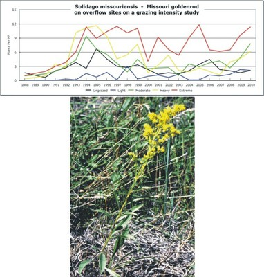 Solidago missouriensis  -  Missouri goldenrod