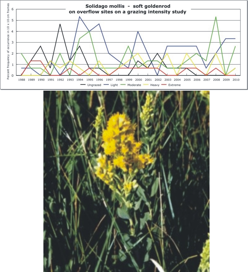 Solidago mollis  -  soft goldenrod