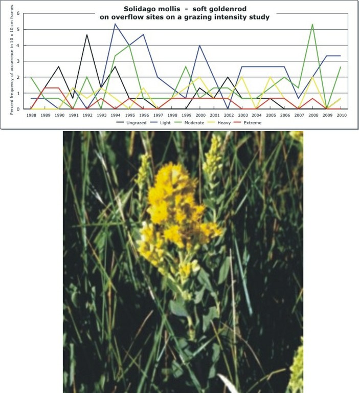 Solidago mollis  -  soft goldenrod