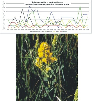 Solidago mollis  -  soft goldenrod