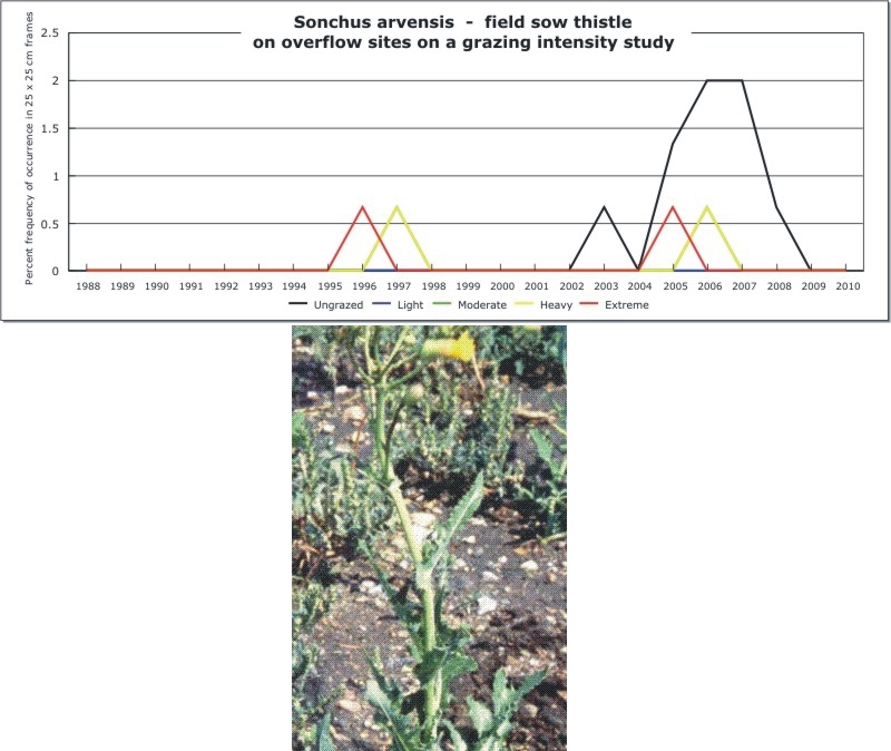 Sonchus arvensis  -  field sow thistle