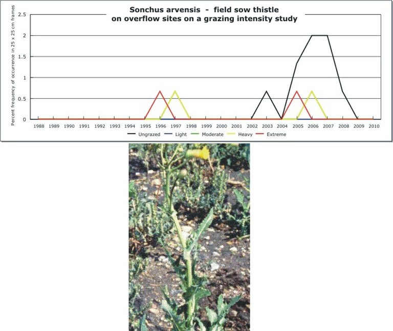 Sonchus arvensis  -  field sow thistle