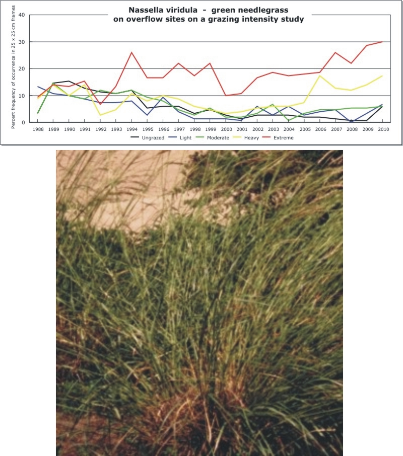 Nassella viridula  -  green needlegrass