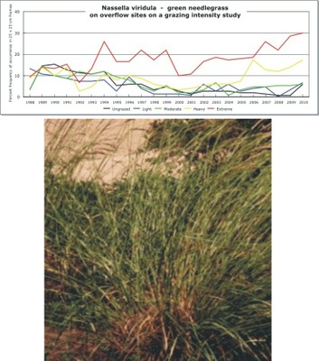 Nassella viridula  -  green needlegrass