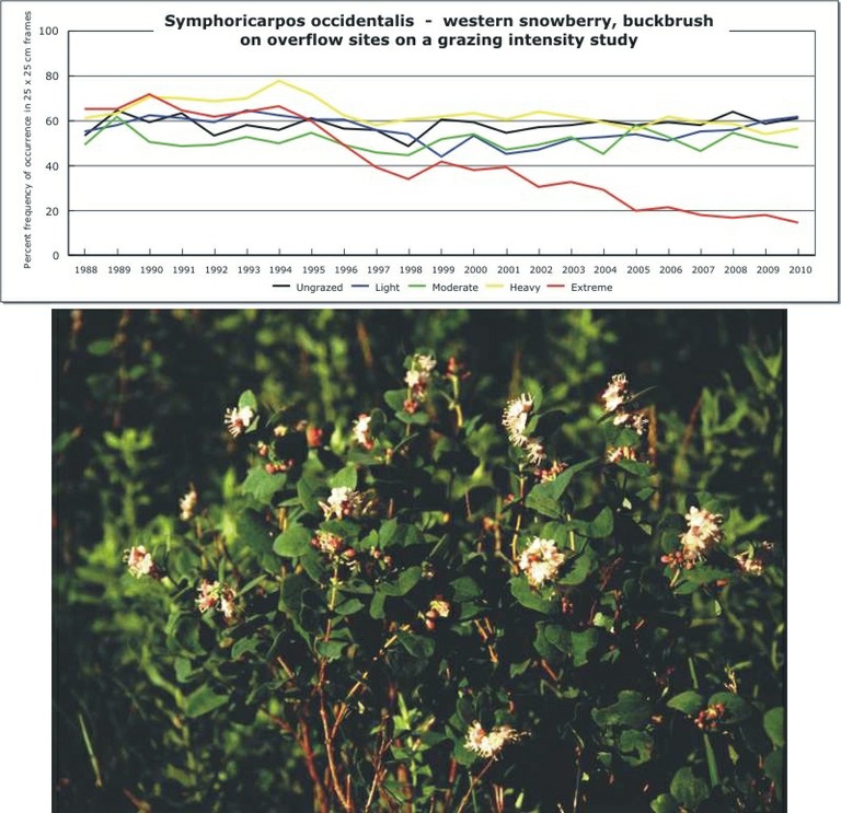 Symphoricarpos occidentalis  -  western snowberry, buckbrush