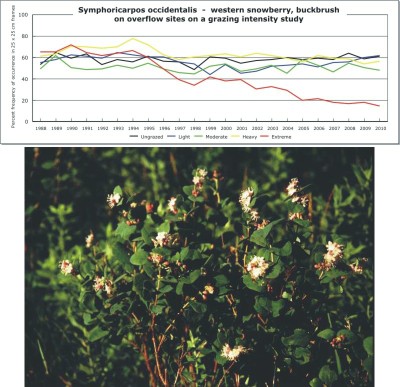 Symphoricarpos occidentalis  -  western snowberry, buckbrush